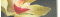 cndy_hong